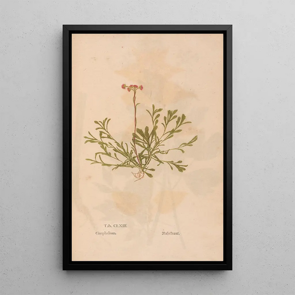 Ectypa vegetabilium Pl163 - Christian Gottlieb Ludwig — quadro incorniciato alla parete