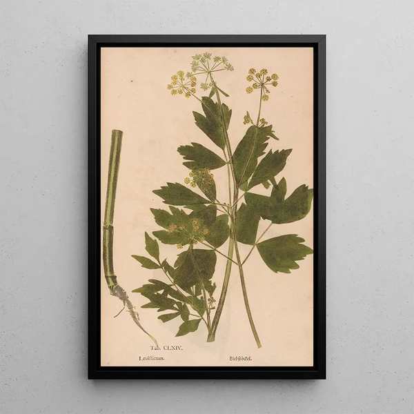 Ectypa vegetabilium Pl164 - Christian Gottlieb Ludwig — quadro incorniciato alla parete