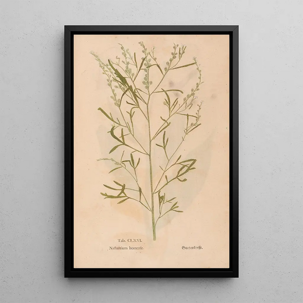 Ectypa vegetabilium Pl166 - Christian Gottlieb Ludwig — quadro incorniciato alla parete
