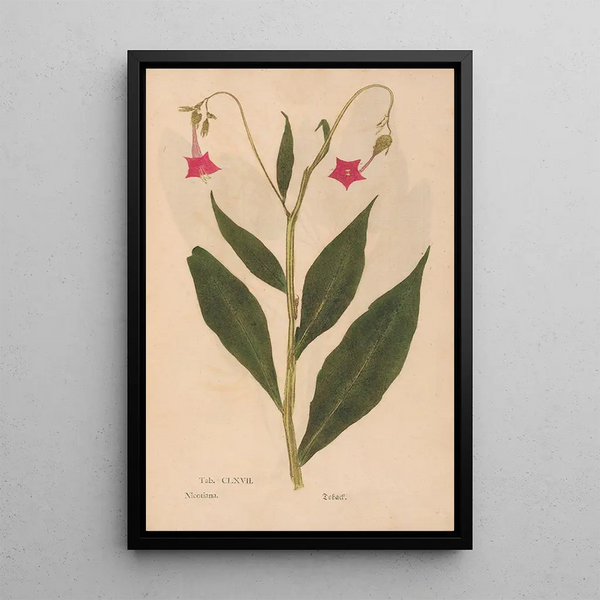 Riproduzione del dipinto Ectypa vegetabilium Pl167 - Christian Gottlieb Ludwig