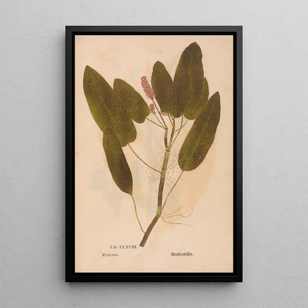 Ectypa vegetabilium Pl168 - Christian Gottlieb Ludwig — quadro incorniciato alla parete