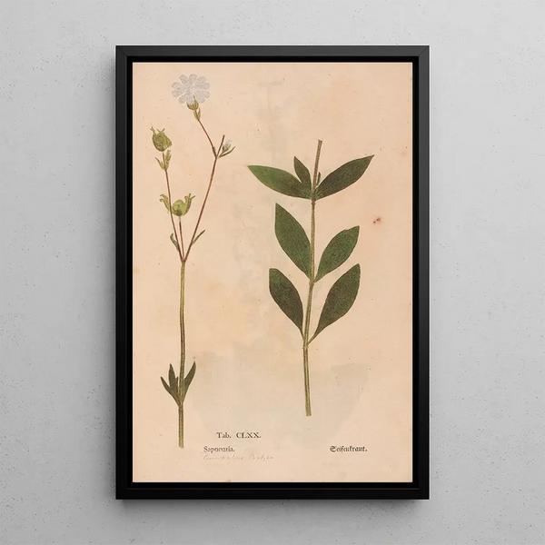 Ectypa vegetabilium Pl170 - Christian Gottlieb Ludwig — quadro incorniciato alla parete