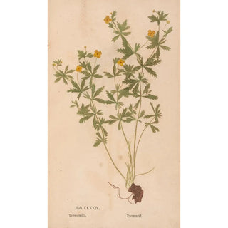 Christian Gottlieb Ludwig - Ectypa vegetabilium Pl174.webp