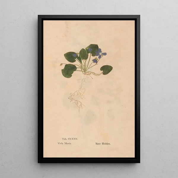Ectypa vegetabilium Pl175 - Christian Gottlieb Ludwig — quadro incorniciato alla parete