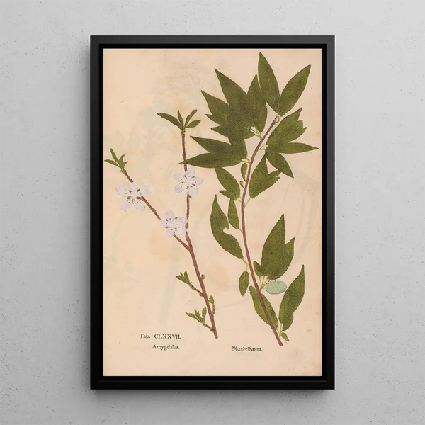 Ectypa vegetabilium Pl177 - Christian Gottlieb Ludwig — quadro incorniciato alla parete