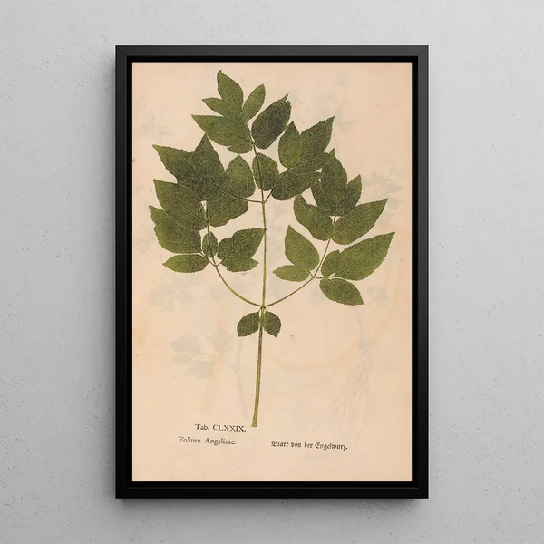 Ectypa vegetabilium Pl179 - Christian Gottlieb Ludwig — quadro incorniciato alla parete