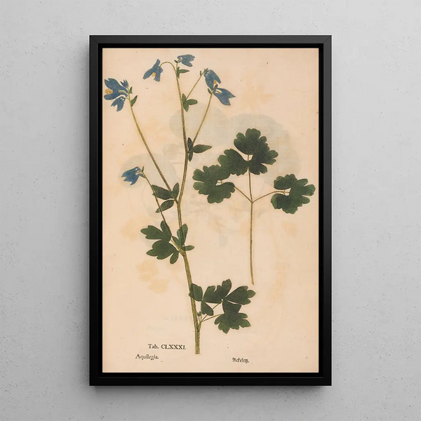 Ectypa vegetabilium Pl181 - Christian Gottlieb Ludwig — quadro incorniciato alla parete