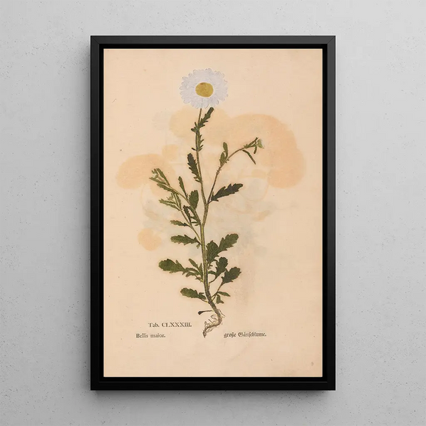 Ectypa vegetabilium Pl183 - Christian Gottlieb Ludwig — quadro incorniciato alla parete