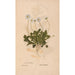 Ectypa vegetabilium Pl184 - Christian Gottlieb Ludwig — vista dell’opera