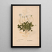 Ectypa vegetabilium Pl184 - Christian Gottlieb Ludwig — quadro incorniciato alla parete