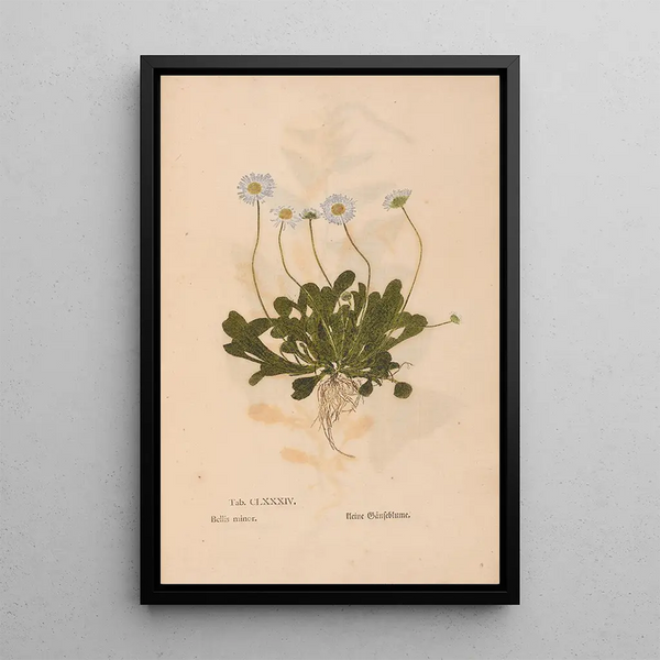 Ectypa vegetabilium Pl184 - Christian Gottlieb Ludwig — quadro incorniciato alla parete
