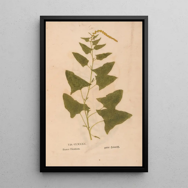 Riproduzione del dipinto Ectypa vegetabilium Pl185 - Christian Gottlieb Ludwig
