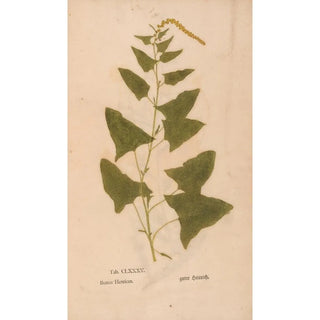 Christian Gottlieb Ludwig - Ectypa vegetabilium Pl185.webp
