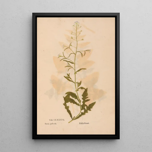 Ectypa vegetabilium Pl186 - Christian Gottlieb Ludwig — quadro incorniciato alla parete