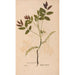 Ectypa vegetabilium Pl188 - Christian Gottlieb Ludwig — vista dell’opera