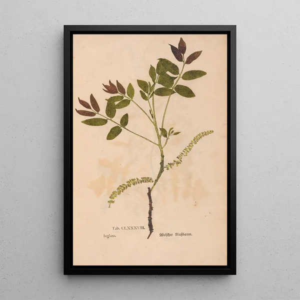 Ectypa vegetabilium Pl188 - Christian Gottlieb Ludwig — quadro incorniciato alla parete