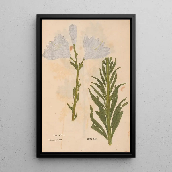 Ectypa vegetabilium Pl190 - Christian Gottlieb Ludwig — quadro incorniciato alla parete