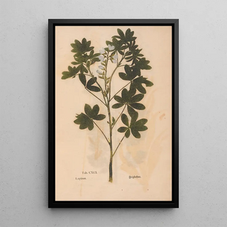 Christian Gottlieb Ludwig - Ectypa vegetabilium Pl191.webp