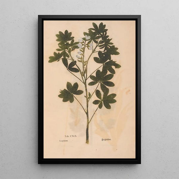Riproduzione del dipinto Ectypa vegetabilium Pl191 - Christian Gottlieb Ludwig