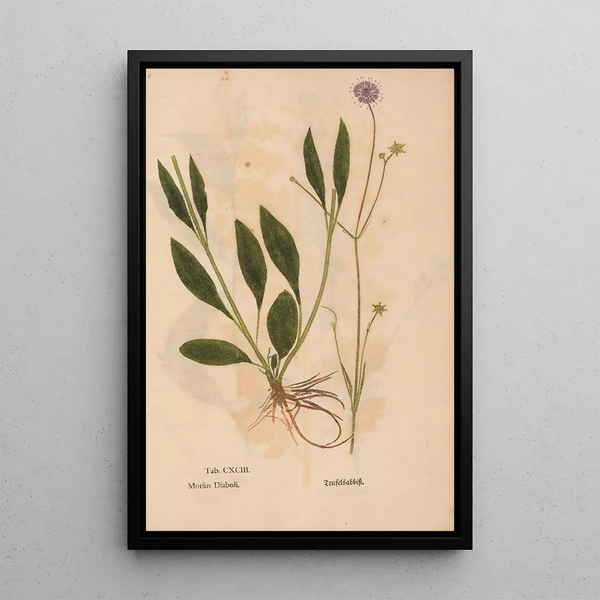 Riproduzione del dipinto Ectypa vegetabilium Pl193 - Christian Gottlieb Ludwig