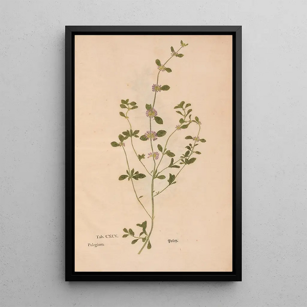 Ectypa vegetabilium Pl195 - Christian Gottlieb Ludwig — quadro incorniciato alla parete