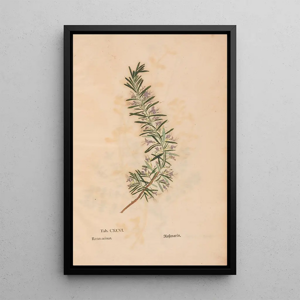 Riproduzione del dipinto Ectypa vegetabilium Pl196 - Christian Gottlieb Ludwig