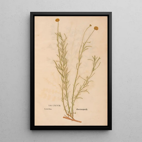 Riproduzione del dipinto Ectypa vegetabilium Pl198 - Christian Gottlieb Ludwig