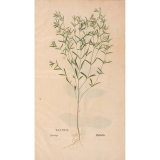Christian Gottlieb Ludwig - Ectypa vegetabilium Pl199.webp