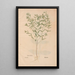 Ectypa vegetabilium Pl199 - Christian Gottlieb Ludwig — quadro incorniciato alla parete