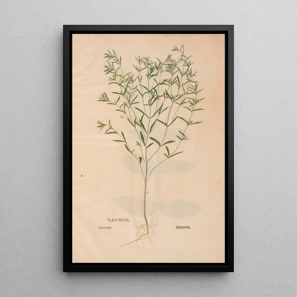 Ectypa vegetabilium Pl199 - Christian Gottlieb Ludwig — quadro incorniciato alla parete