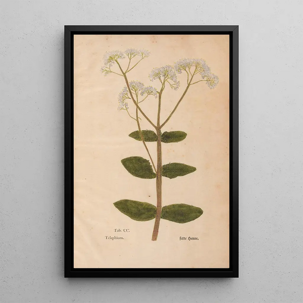 Ectypa vegetabilium Pl200 - Christian Gottlieb Ludwig — quadro incorniciato alla parete