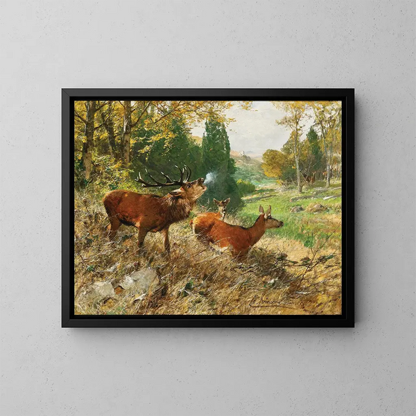 Cervo rosso in una radura forestale - Christian Körner — quadro incorniciato alla parete