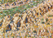 Pannocchie di grano nel campo - Christian Rohlfs — vista dell’opera