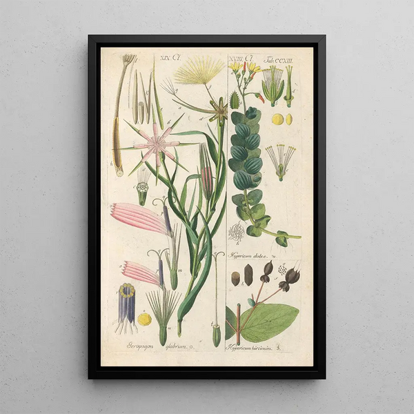 Manuel botanico Pl01 - Christian Schkuhr — quadro incorniciato alla parete