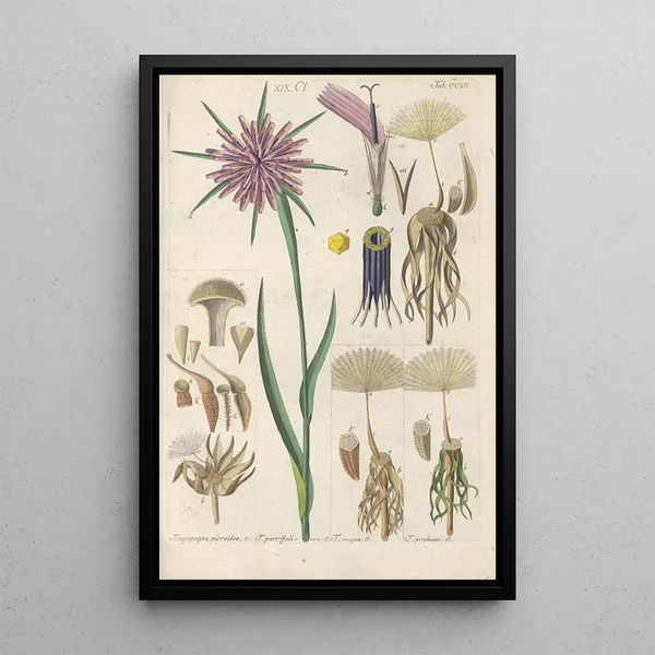 Riproduzione del dipinto Manuel botanico Pl02 - Christian Schkuhr