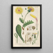 Manuel botanico Pl03 - Christian Schkuhr — quadro incorniciato alla parete