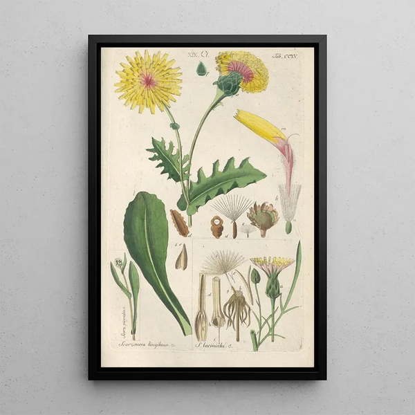 Manuel botanico Pl03 - Christian Schkuhr — quadro incorniciato alla parete