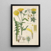 Manuel botanico Pl04 - Christian Schkuhr — quadro incorniciato alla parete