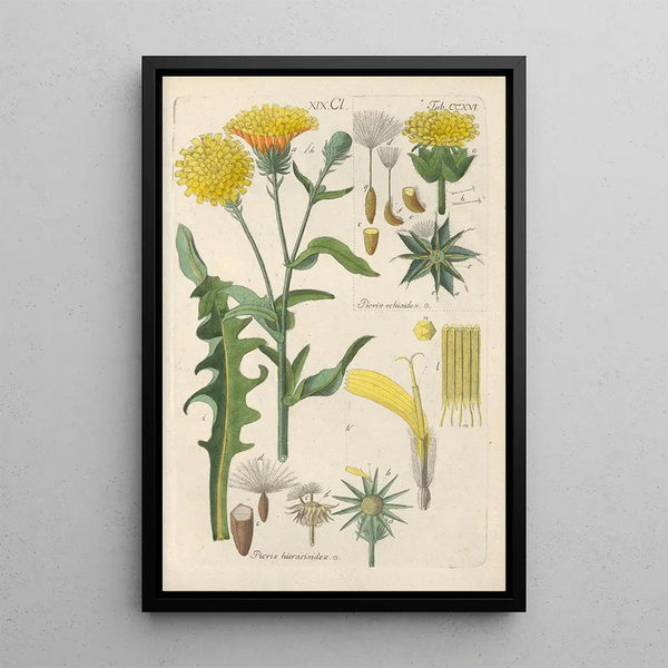 Manuel botanico Pl04 - Christian Schkuhr — quadro incorniciato alla parete