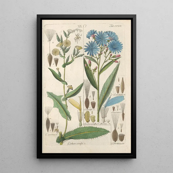 Riproduzione del dipinto Manuel botanico Pl05 - Christian Schkuhr