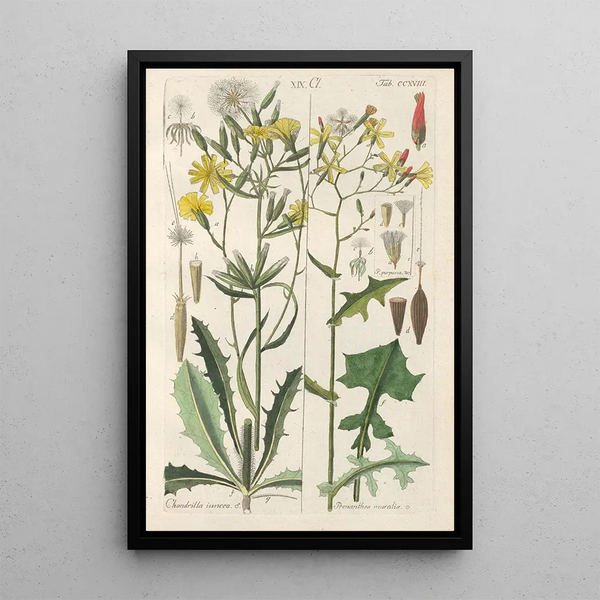 Manuel botanico Pl06 - Christian Schkuhr — quadro incorniciato alla parete