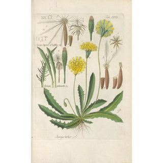 Christian Schkuhr - Botanisches Handbuch Pl08.webp