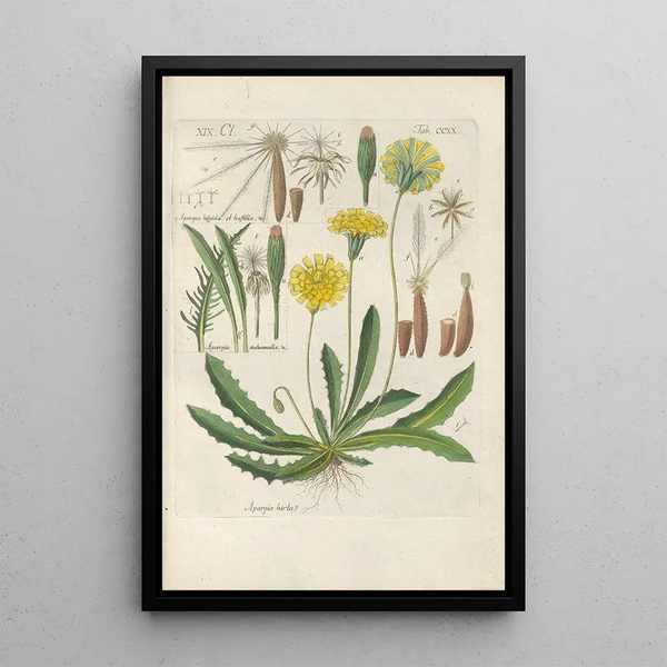 Manuel botanico Pl08 - Christian Schkuhr — quadro incorniciato alla parete