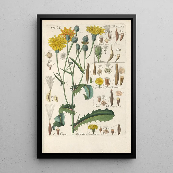 Manuel botanico Pl10 - Christian Schkuhr — quadro incorniciato alla parete