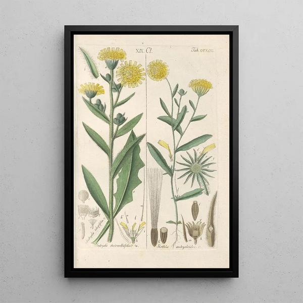 Riproduzione del dipinto Manuel botanico Pl11 - Christian Schkuhr