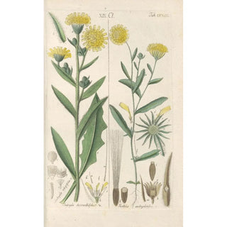 Christian Schkuhr - Botanisches Handbuch Pl11.webp