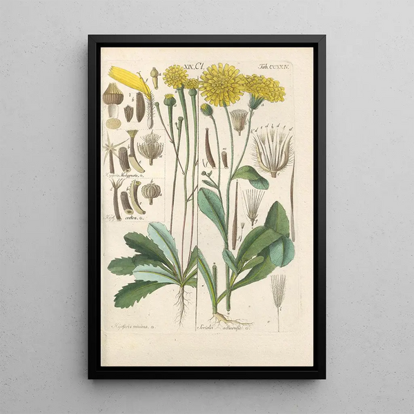 Manuel botanico Pl12 - Christian Schkuhr — quadro incorniciato alla parete