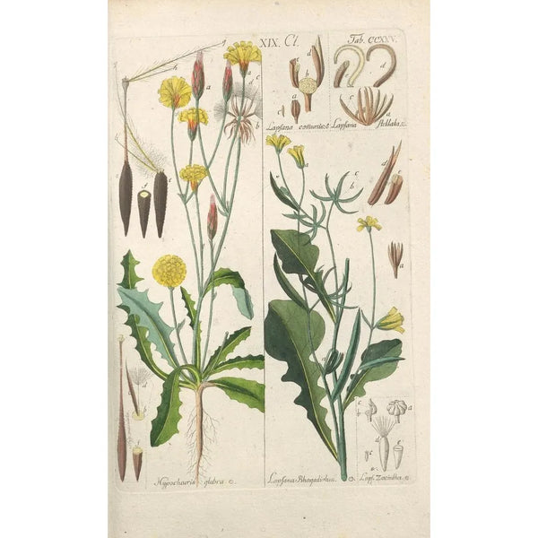 Manuel botanico Pl13 - Christian Schkuhr — quadro incorniciato alla parete