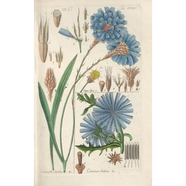Manuel botanico Pl14 - Christian Schkuhr — quadro incorniciato alla parete