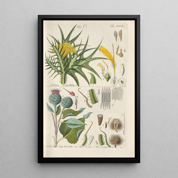 Manuel botanico Pl15 - Christian Schkuhr — quadro incorniciato alla parete